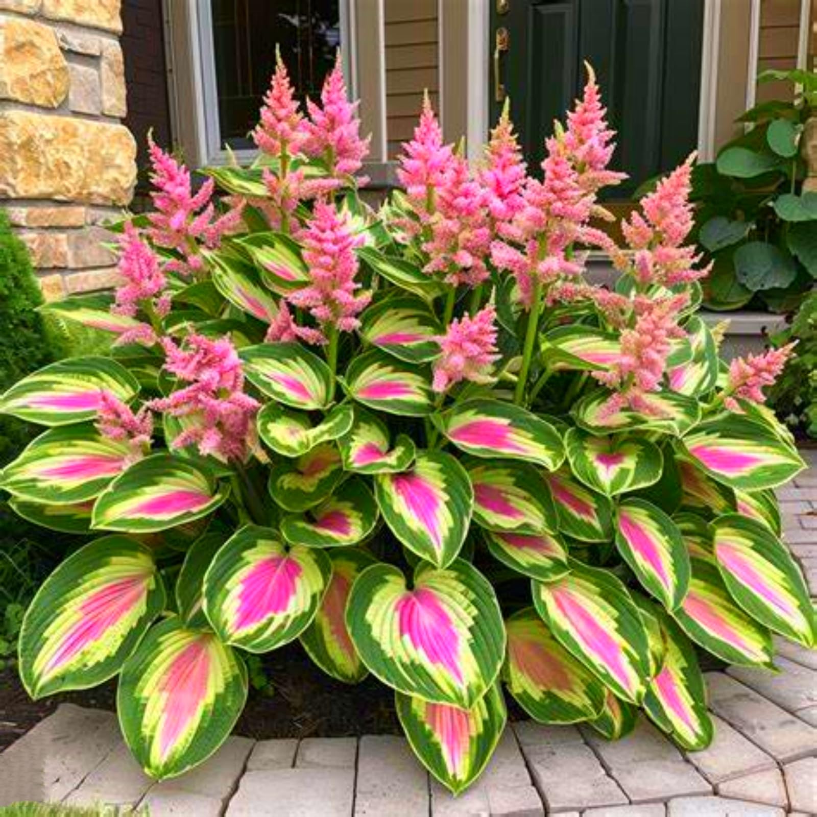 Hosta/Crop for Planting Now UK/Strong Plants That Grow Well/Mix Golden Jade Carving Feels