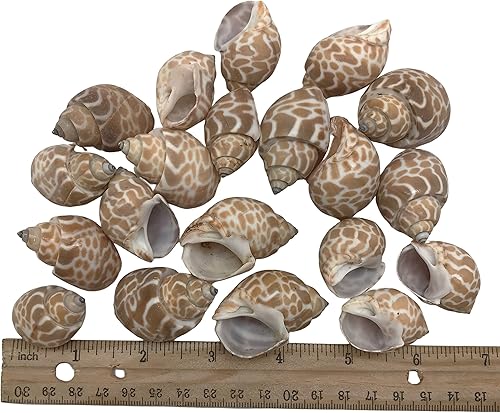 Miniatura 5 de PEPPERLONELY 20 conchas marinas de cangrejo ermitaño de Babylonia Spirata, 1-14 pulgadas  1-34 pulgadas
