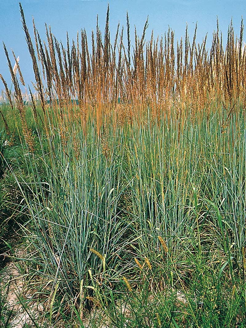 Stauden Gänge 10 x Sorghastrum nutans Indianergras winterhart