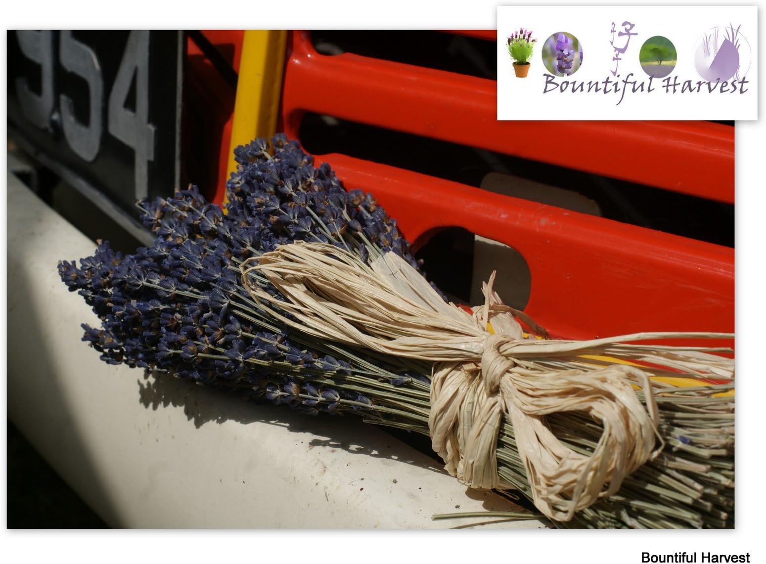 Hand Tied Deep Blue Dried Lavender Bunches Short Stem