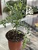 herb RUDA RUE Full Plant with rooth, green, small