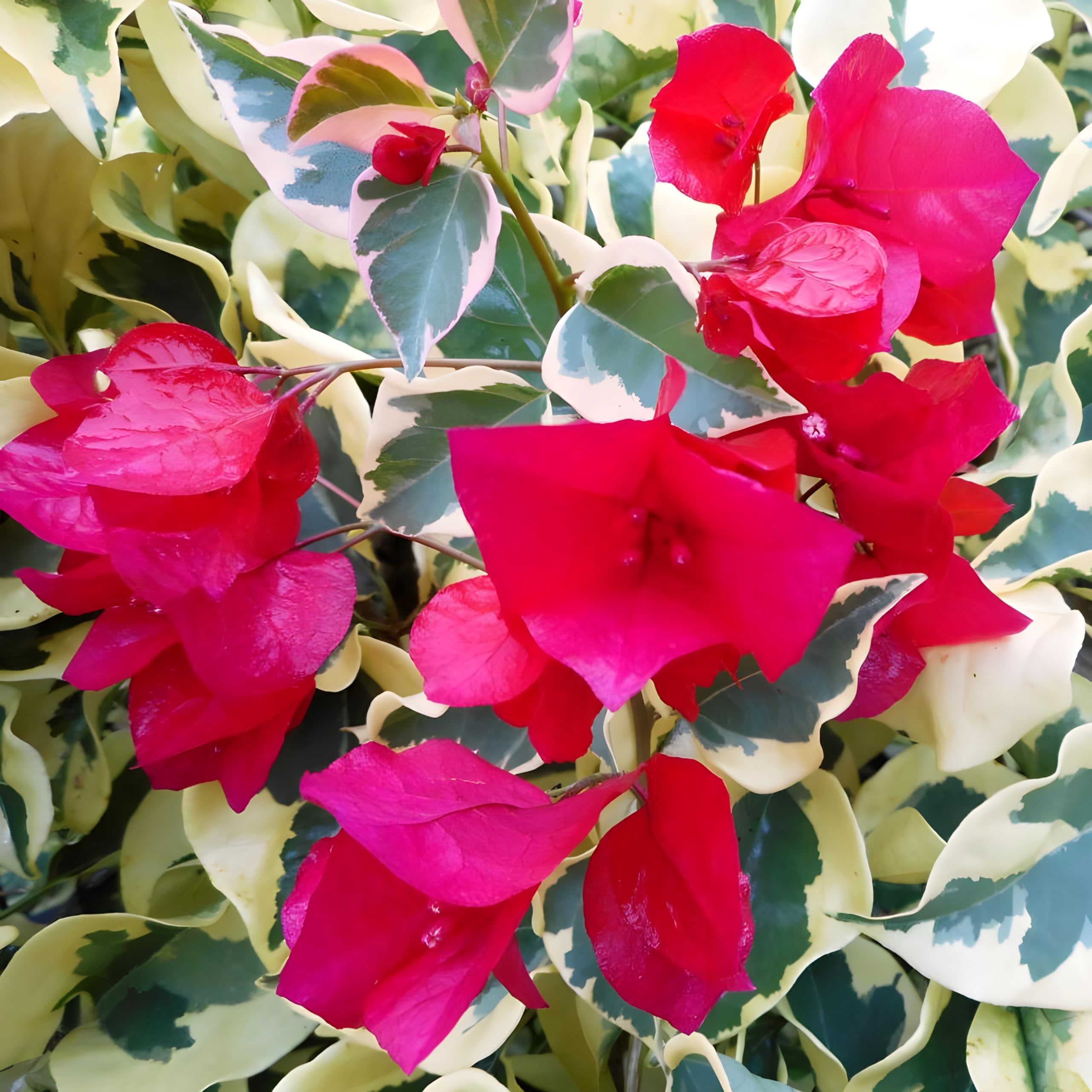 SEEDITO Doctor Rao RED Bougainvillea Live Plant - Stunning Bougainvillea Garden Plant for Sale - Outdoor Vine Plant with Vibrant Tropical Flowers (Pack Of 1) (B0CZJ476MZ) Amazon Price History, Amazon Price Tracker