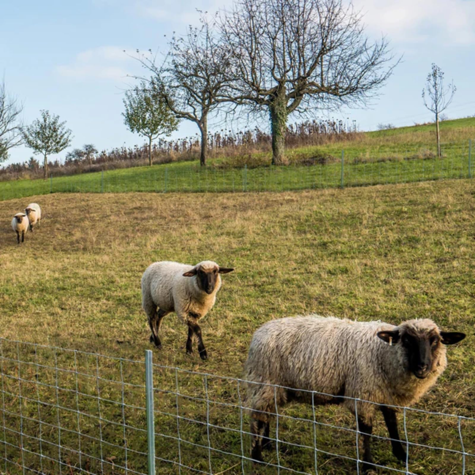 casa pura Valla para salvajes galvanizada en calidad de comercio especializado, diferentes alturas según el tipo de animal, 50 m de largo, valla para pastos, valla forestal, valla de alambre, valla de