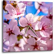 3dRose Bunch of Pink Sakura Flowers. Hanami Season at its Height 15x15 Wall Clock