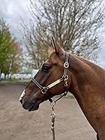 Vista 2 de Leaders - Cabestro de cuero de 3/4 pulgadas para caballos con placa de nombre grabada personalizada, cuero marrón con herrajes de latón macizo