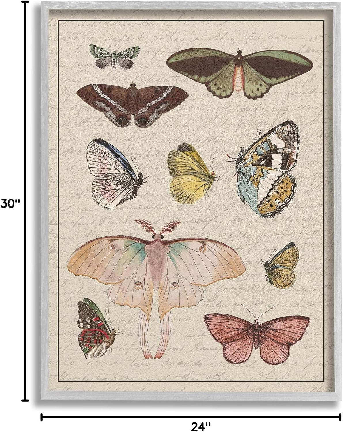Stupell Industries Vintage Moth and Butterfly Wing Study Over Script, Designed by Daphne Polselli Gray Framed Wall Art, 24 x 30, Multi-Color