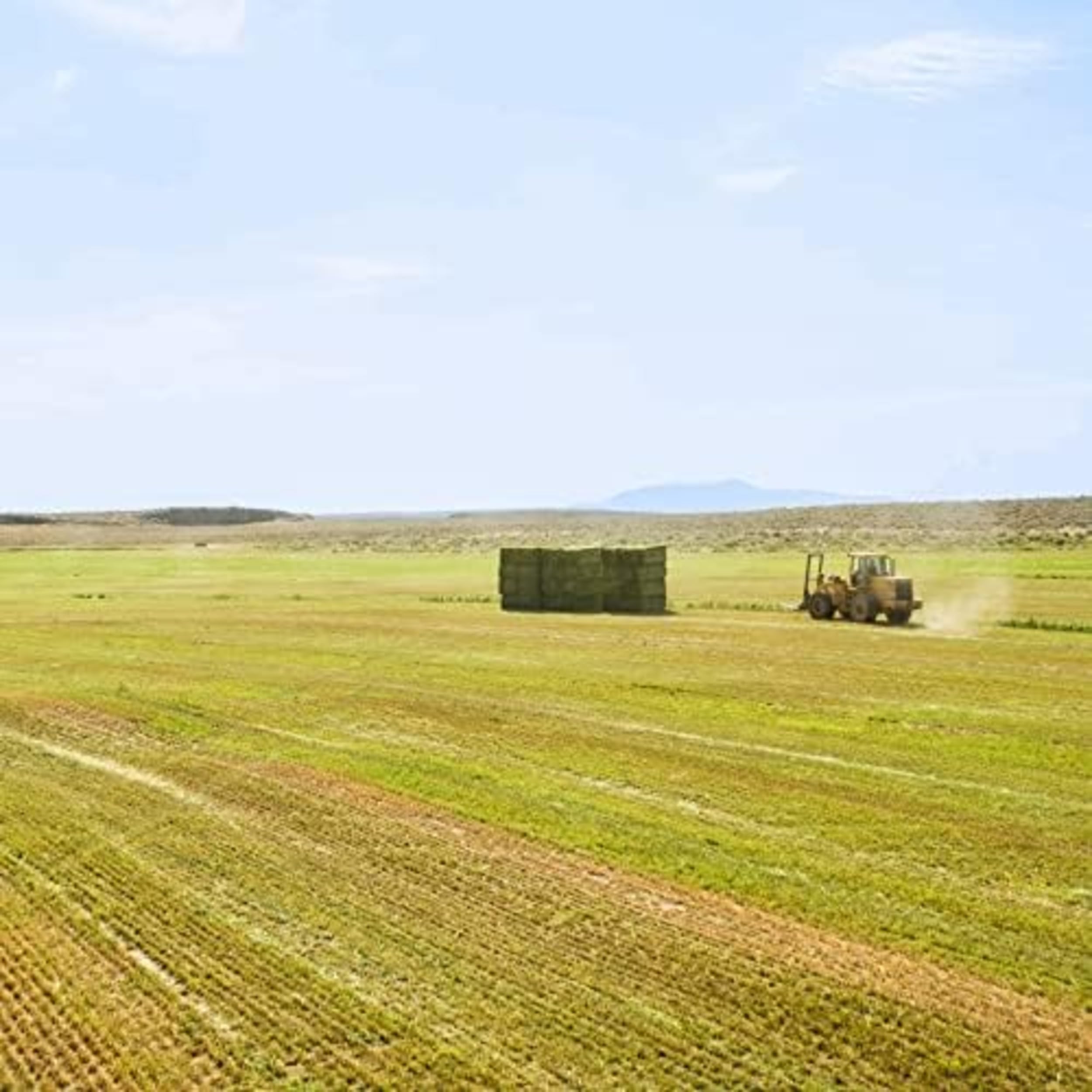 Blue Mountain Hay Bio-Alfalfa-Heu in hoher Höhe (680 ml), reich an Proteinfasern und mineralreich, weiche Blattstruktur mit hoher Blatthaltung, hochwertiges Futter für kleine Haustiere und Bauernhöfe