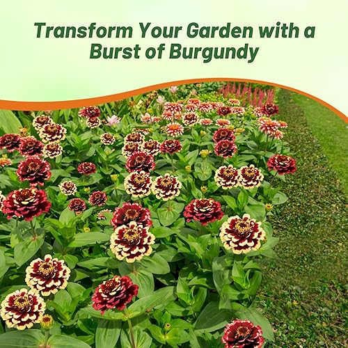 Miniatura 5 de Outsidepride 100 semillas anuales Zinnia Aztec Borgoña Flores bicolor para plantar