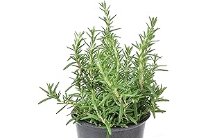 Rosmarinus officinalis ‘Prostratus’: A Low-Growing Culinary Herb with an Alluring Scent