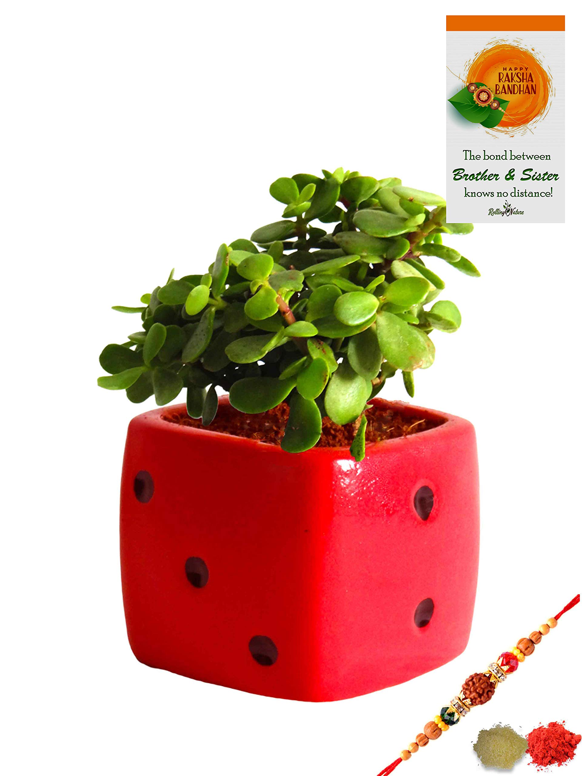 Rolling Nature Rakhi Combo of Good Luck Jade Plant in Red Dice Ceramic Pot (B07GL7NVDW) Amazon Price History, Amazon Price Tracker