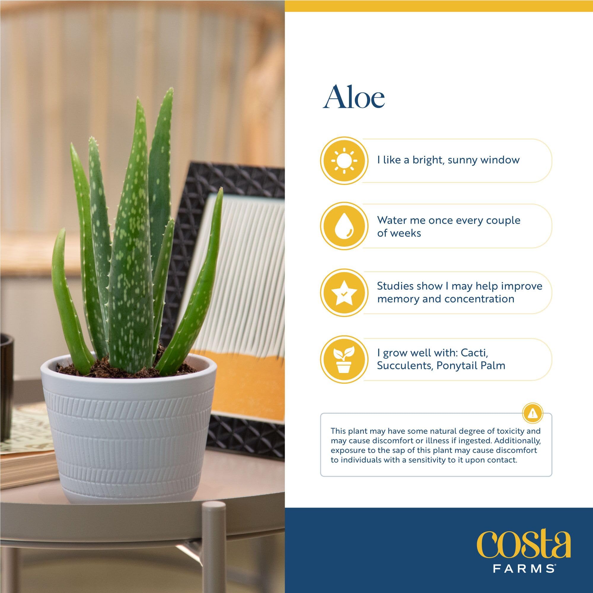 Amazon.com: Costa Farms Aloe Vera Plant, Live Succulent, Easy Care Indoor  Houseplant in Grower Pot, Room Air Purifier, Tabletop, Office, Desk or Home  Dcor, Housewarming, Garden Gift, 10-Inches Tall : Everything Else