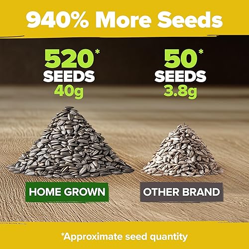 Miniatura 3 de HOME GROWN Kit de semillas de lavanda y girasol, paquete de 2 con 1,500 lavanda inglesa y más de 520 semillas de girasol de mamut sin OMG de EE.