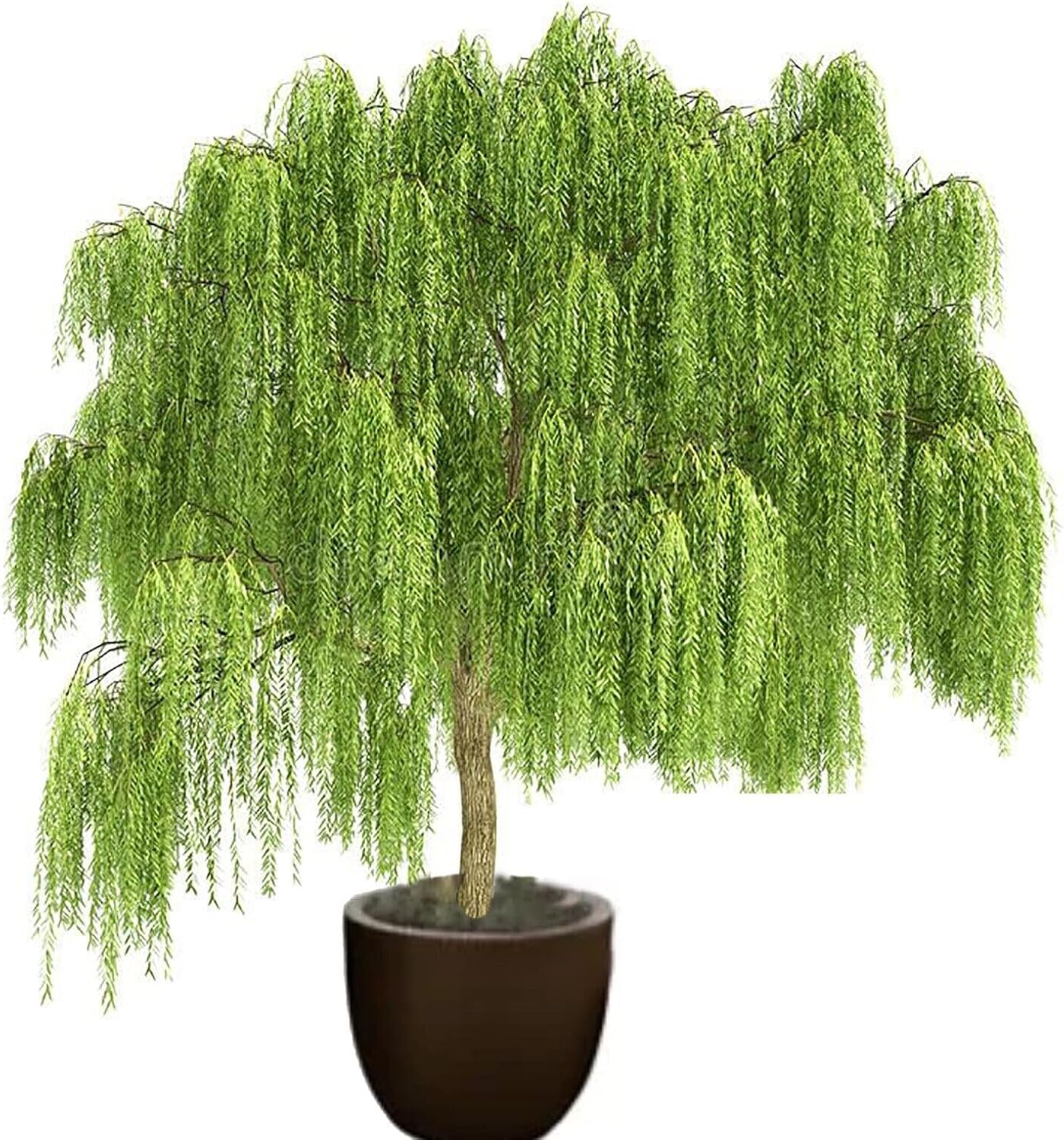 OrginBud Bonsai Green Weeping Willow Tree Thick Trunk