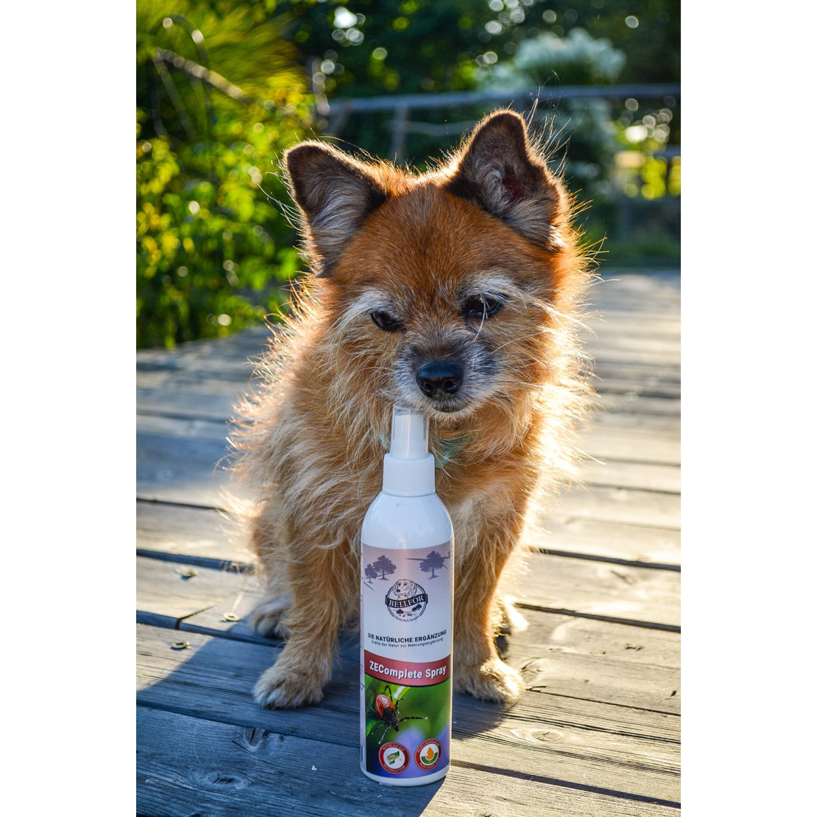 Bellfor Anti-Tiques Spray Chien – 250 ML. Protection Naturelle Contre Les tiques pour Chiens à Base d'huile de Coco. Répulsif Efficace offrant Une Protection Longue durée Contre Les tiques.