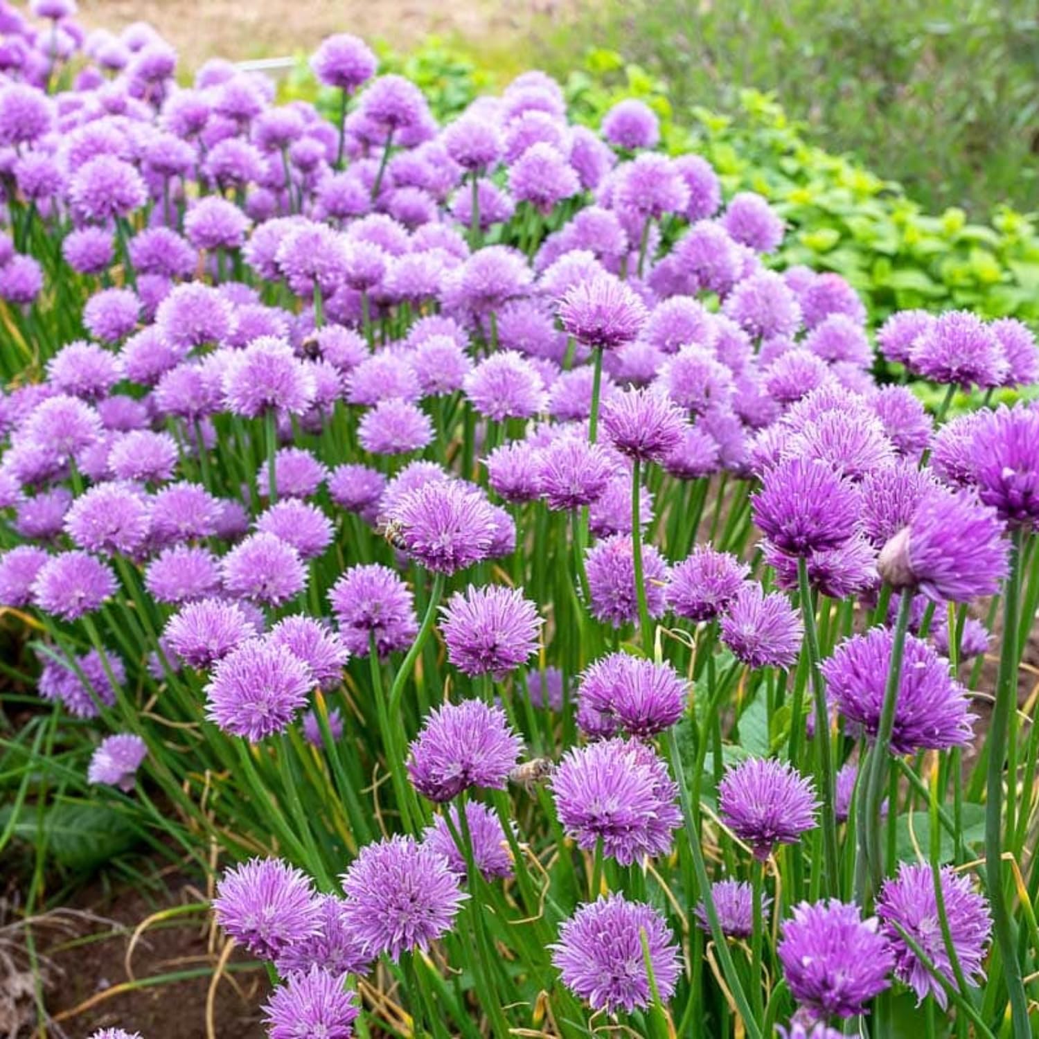 Pack of 3 Chives Plants Live, Hardy Heirloom Leeks Chives Herb, 4-8” Tall