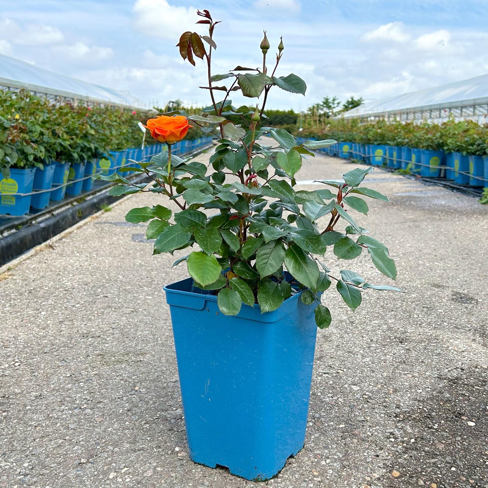 Beetrose „Westzeit®“ - apricotfarben blühende ADR-Topfrose im 5 L Topf - frisch aus der Gärtnerei - Pflanzen-Kölle Gartenrose