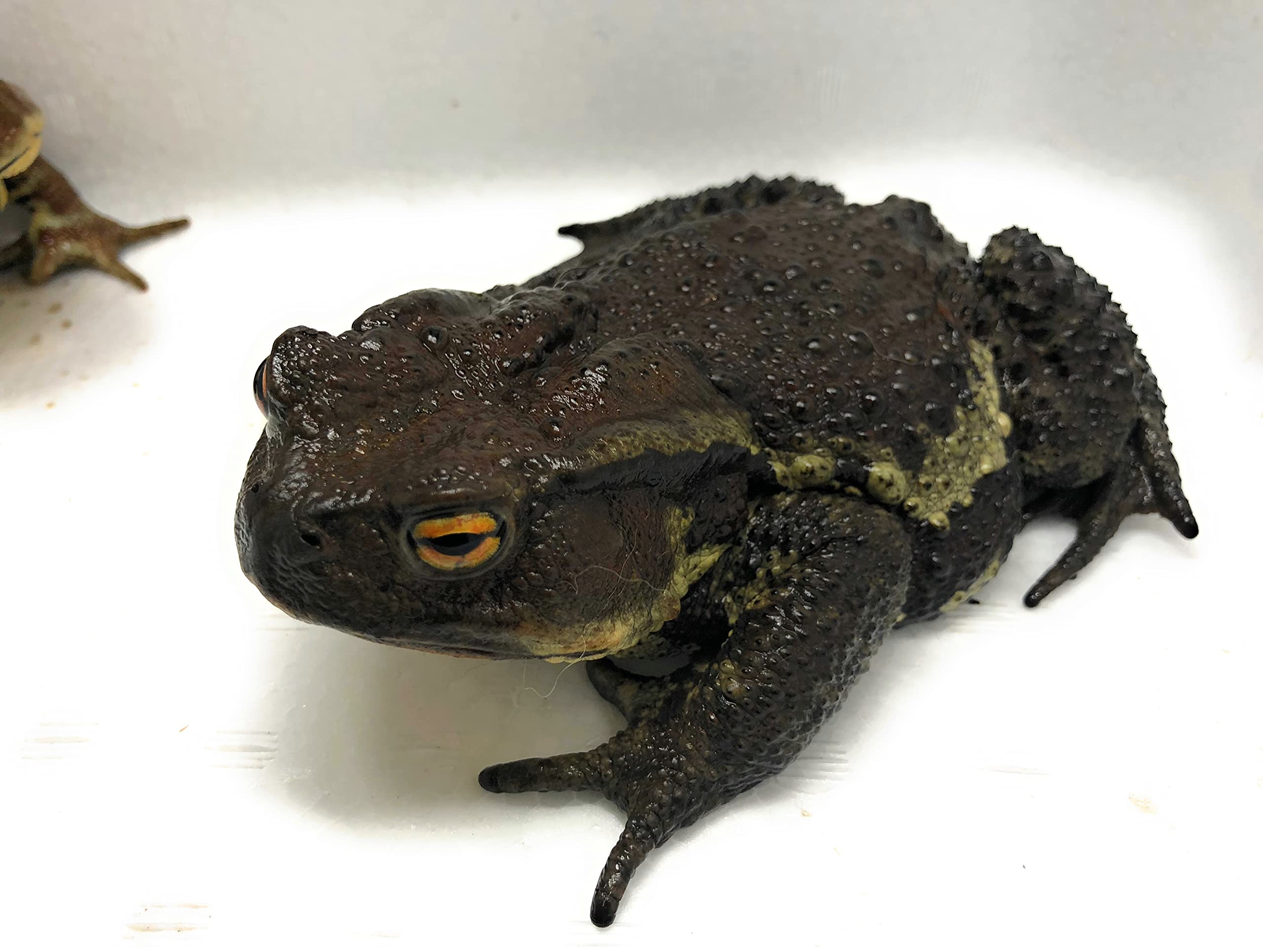 ヒキガエルの生物学 ヒキガエルの生物学(浦野明央, 石原勝敏 編著) / 藤原書店