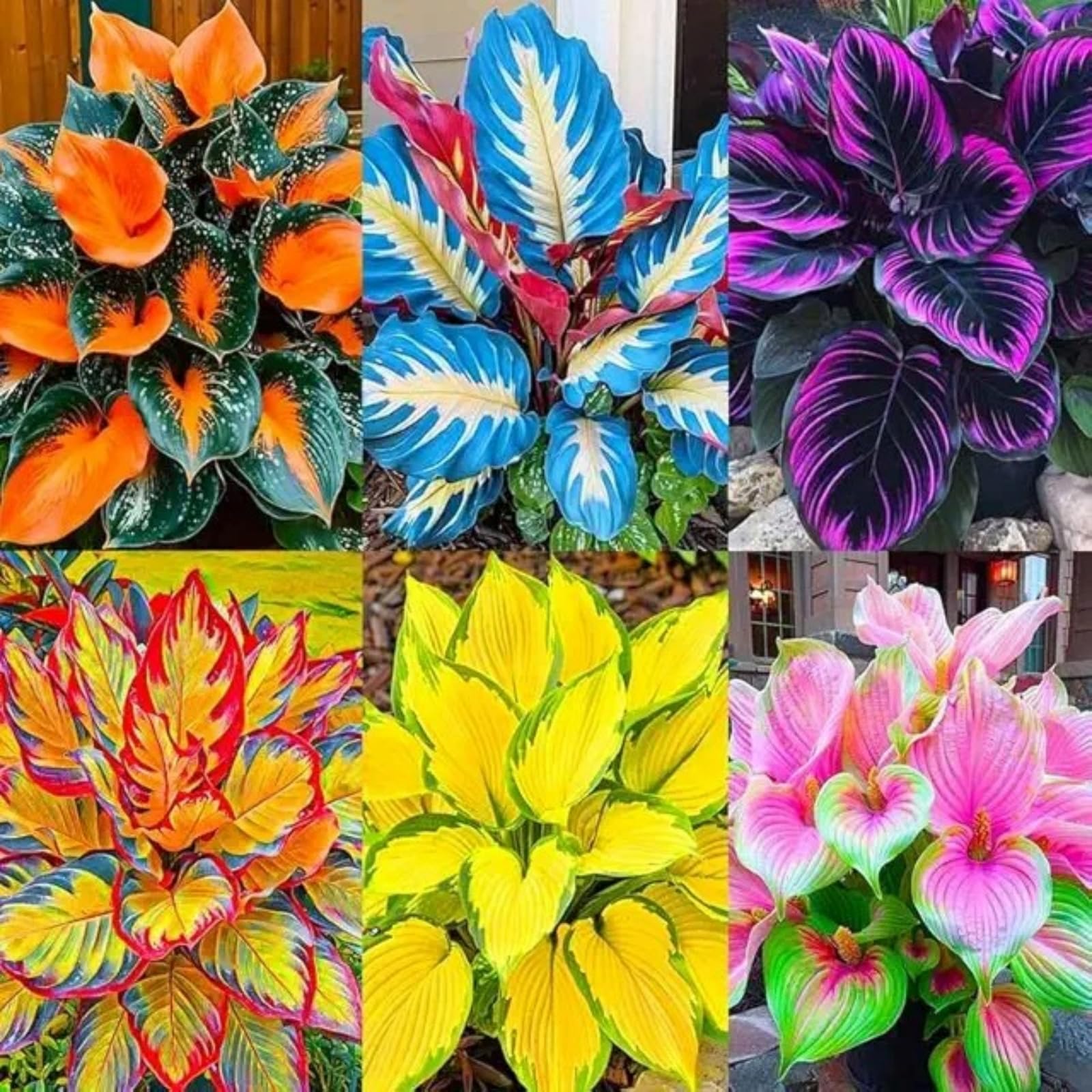 2 Pack Rare Mixed Hosta, Hardy Shade-Tolerant Perennials, Use for Ground Cover & Pots, Shade Plant for Garden Low Maintenance/Excellent Display-Mix