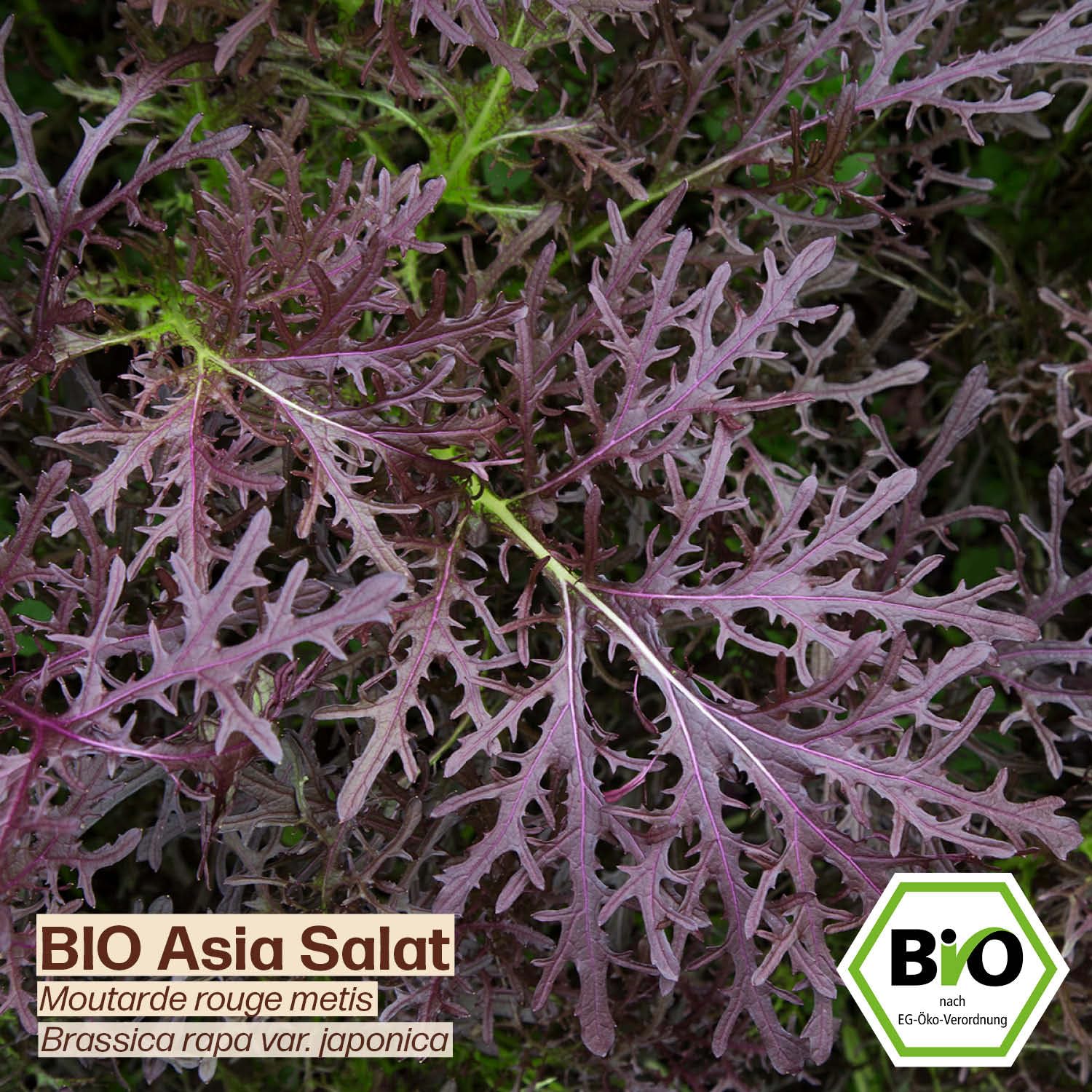 Samenliebe BIO Asia Salat 'Green In Snow' – 1g Samenfestes Saatgut, Winterhart, Für Garten & Balkon