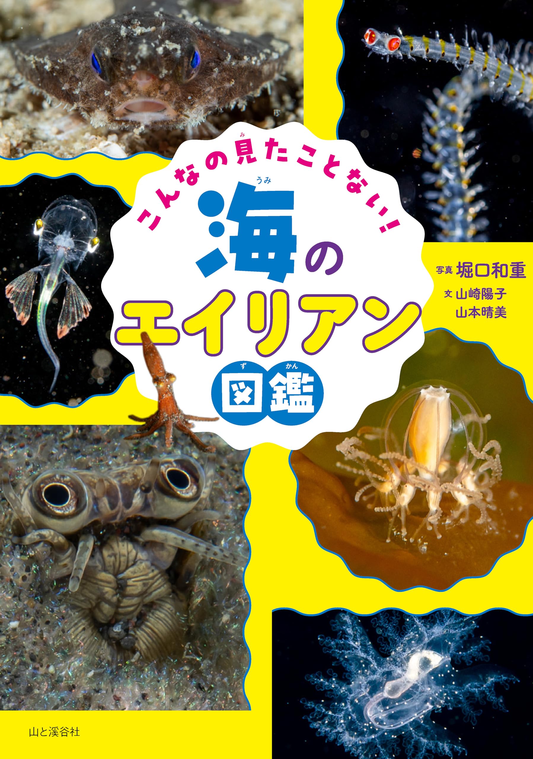 45R 海の生き物達 81RH2RaEgqL.jpg