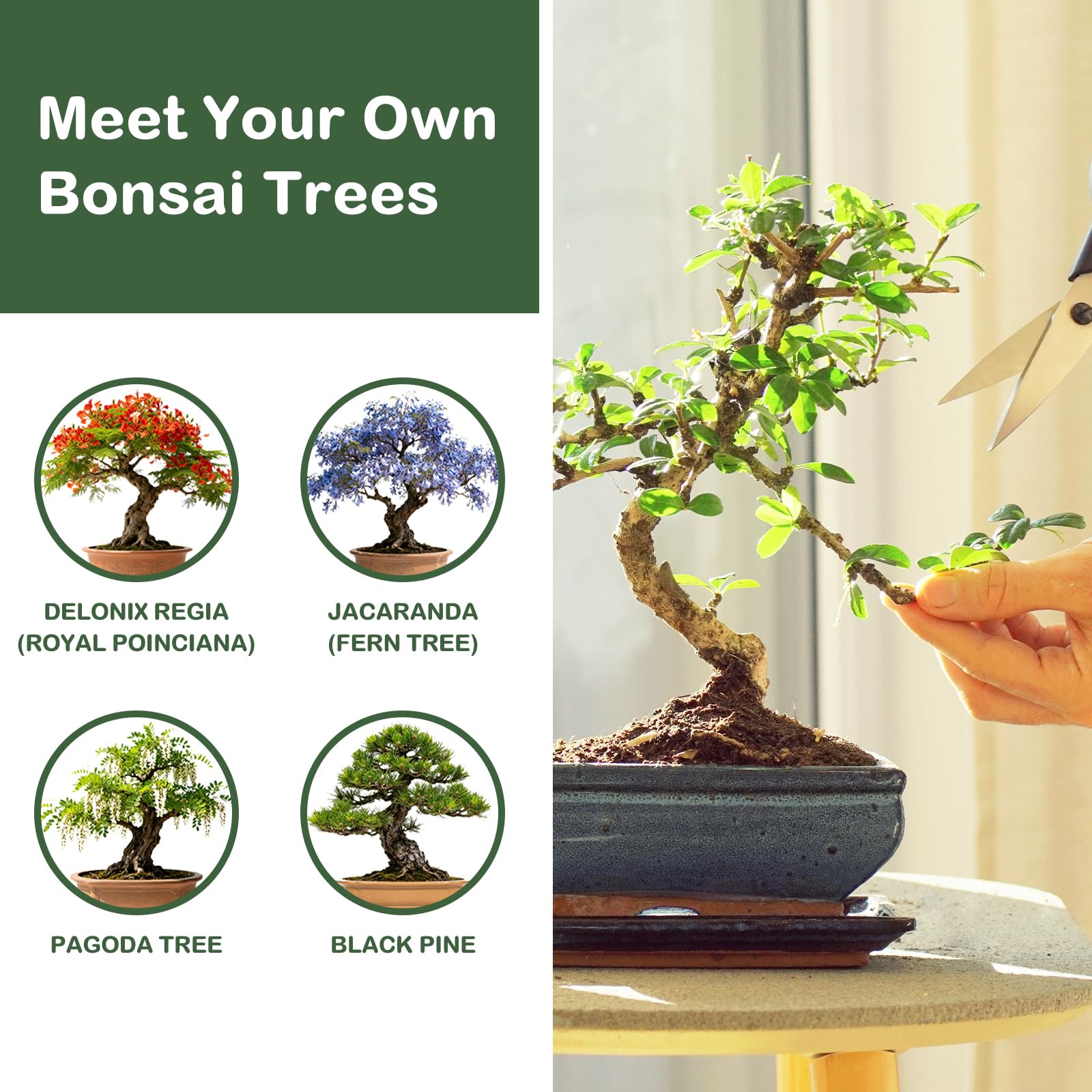 LUOJIBIE Bonsai Tree Kit, Complete Bonzai Tree Starter Kits, for Mom, Unique Christmas Birthday Gardening Gifts for Women Mom Men Grandkids, Crafts Hobby Kits