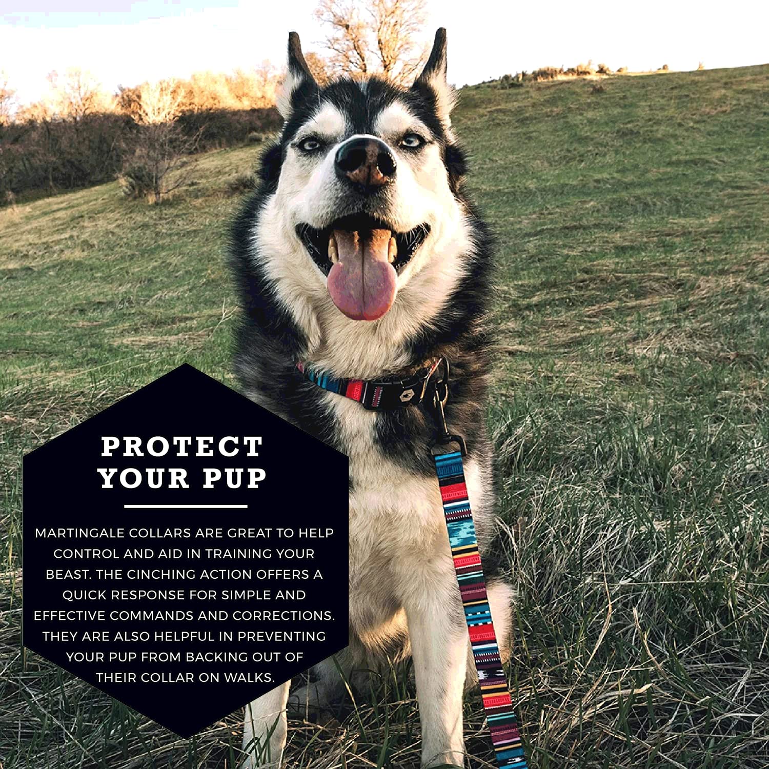 martingale collar wolfgang