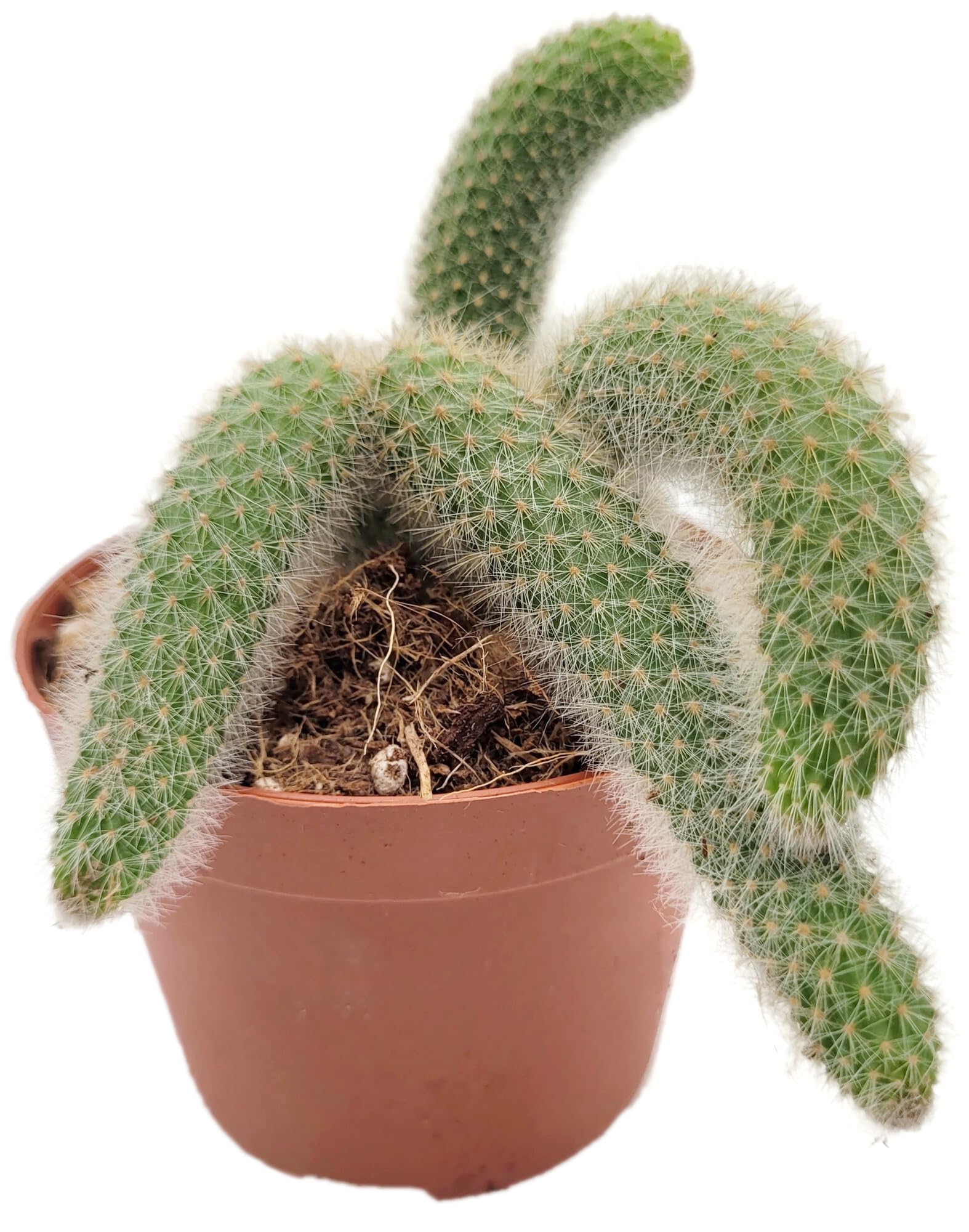 Hildewintera colademononis Gr. L - Affenschwanz-Kaktus im Ø 10,5 cm Topf - exotische Zimmerpflanze - seltene Sukkulente
