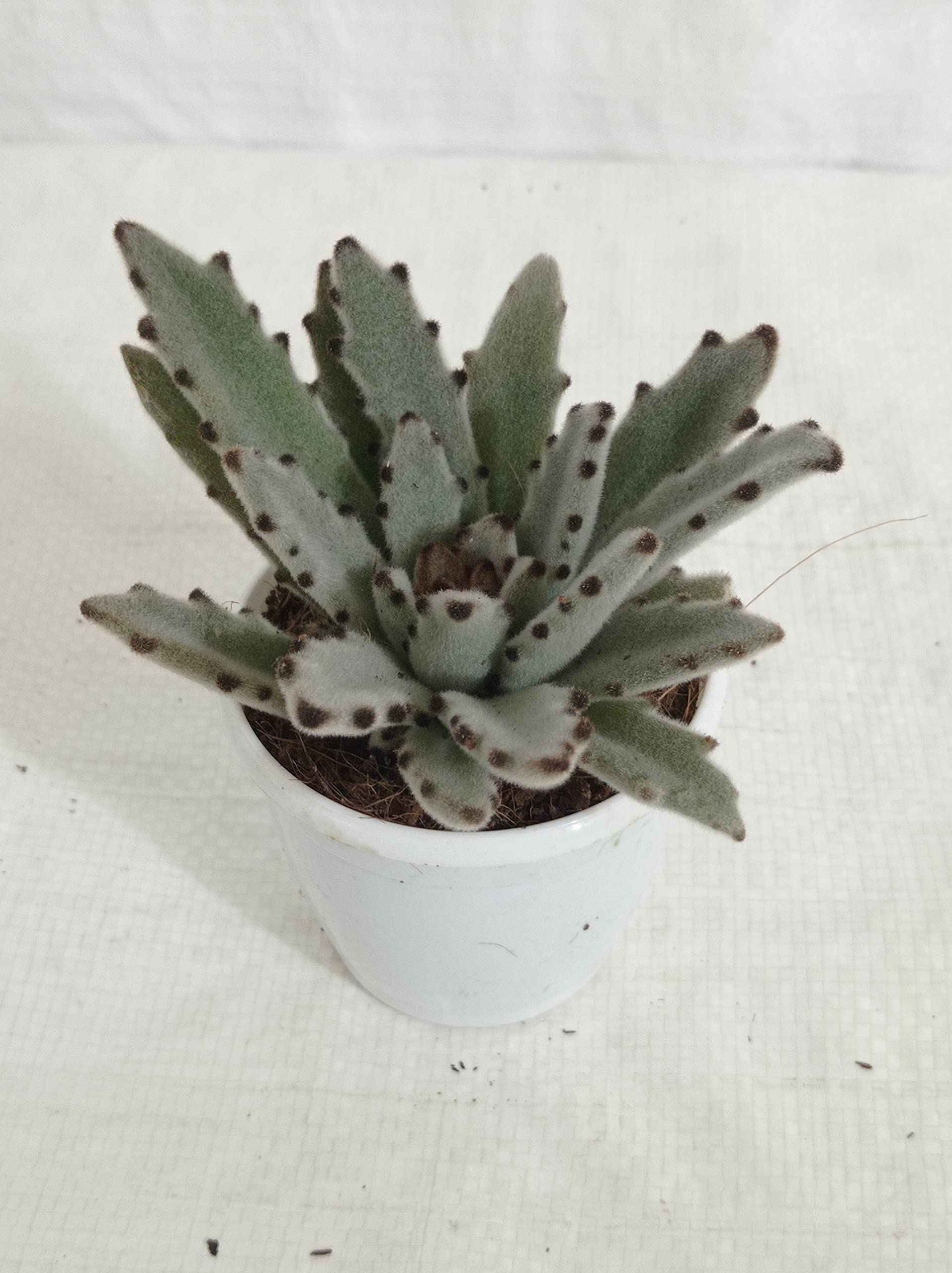 CAPPL Kalanchoe Tomentosa | Panda Plant (Pussy Ears) Live Succulent Plant With Plastic Pot-image-17