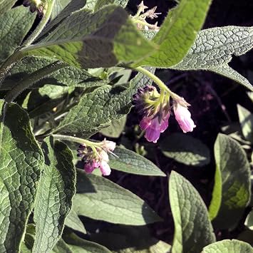 Smoke Camp Crafts Comfrey Plant, Symphytum officinale, Beautiful Knitbone Plants, Garden Decor, 2.5 Pot
