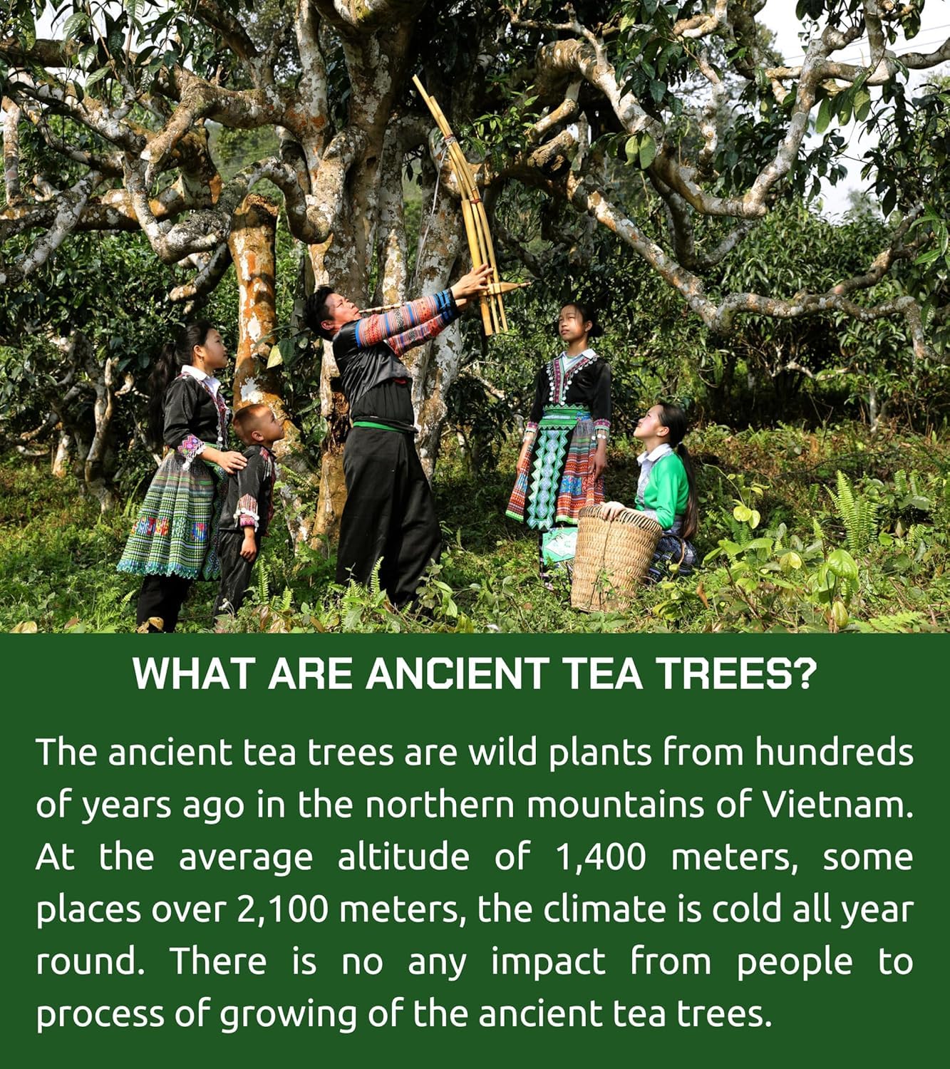 VIXI Black Tea Loose Leaf, (16.00 Oz), Vietnam's Mountain Tea, Bold Flavored, Taste Like Assam, Dried Whole Full Large Leaves, Sugar Free, 100% Natural from Ancient Tea Tree - Image 3