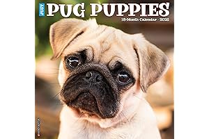 Willow Creek Press Pug Puppies Monthly 2025 Wall Calendar