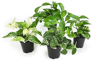 Altman Plants Dedicated to Plant Lovers: Pathos Plant Set of Four
