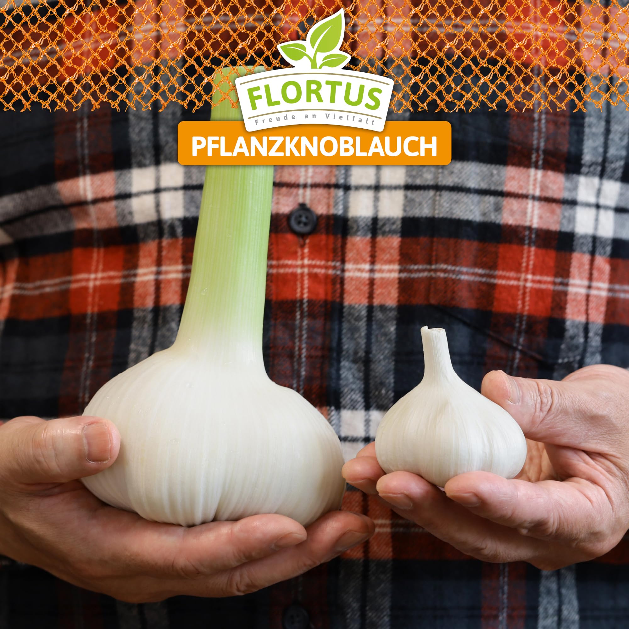 FLORTUS 2000-2478 Winterpflanzknoblauch Elefantenknoblauch Valdichiana (Pflanzknoblauch)