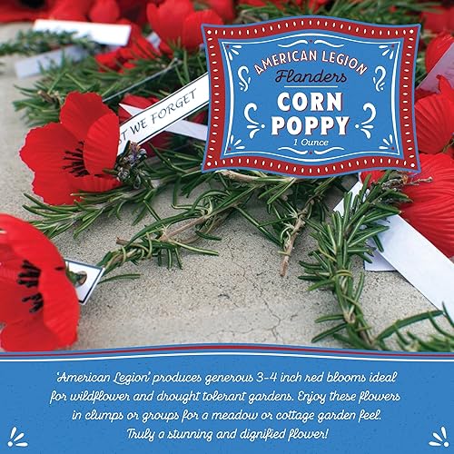 Miniatura 3 de Semillas de amapola de maíz para plantar,  190,000 semillas, semillas de flores silvestres de amapola de maíz de American Legion, atraen abejas,