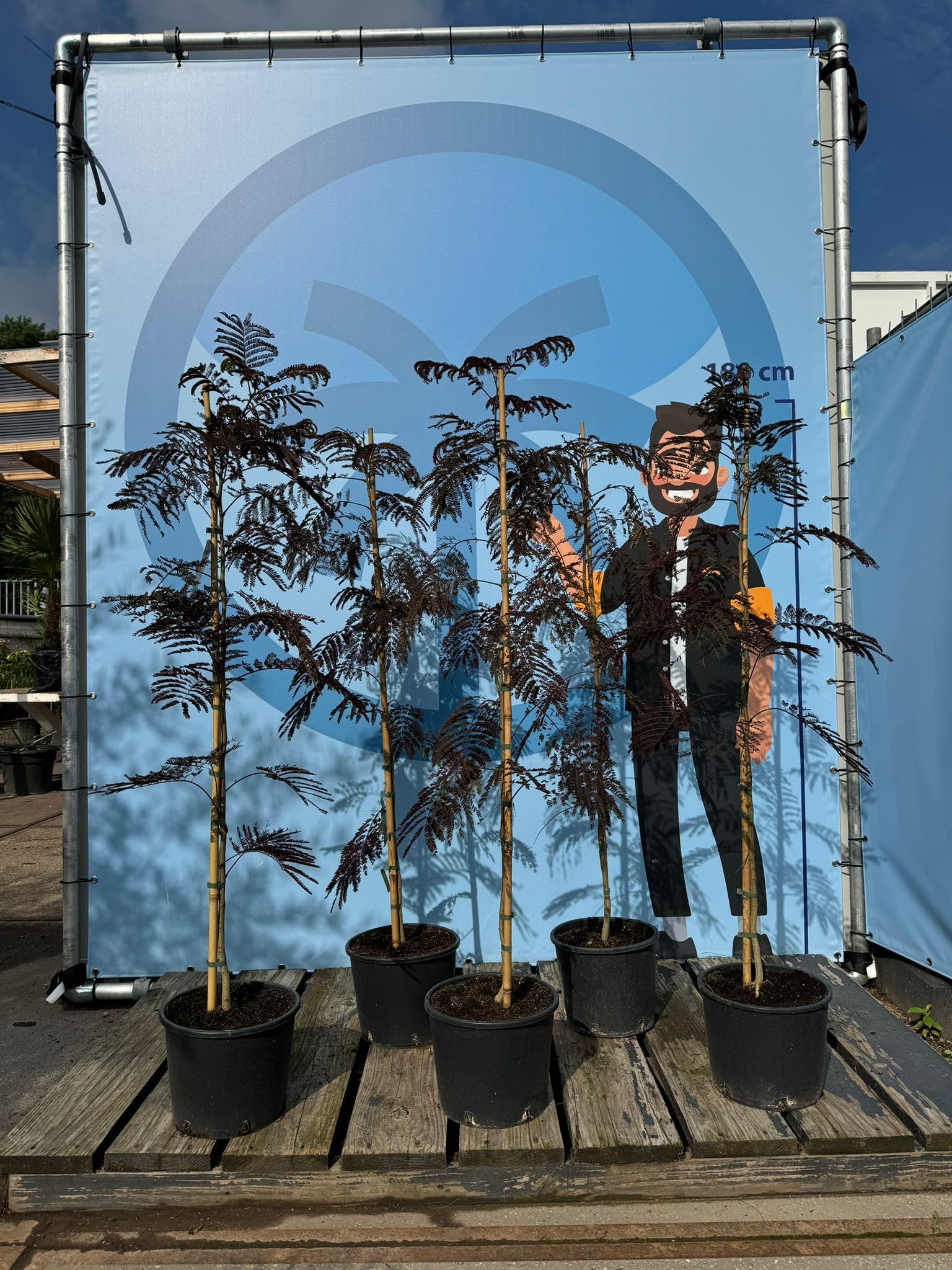 Sunnytree - Schlafbaum - Albizia Julibrissin 'Summer Chocolate' - Winterharter Baum - Rosa Blüte - 160cm - Seidenakazie