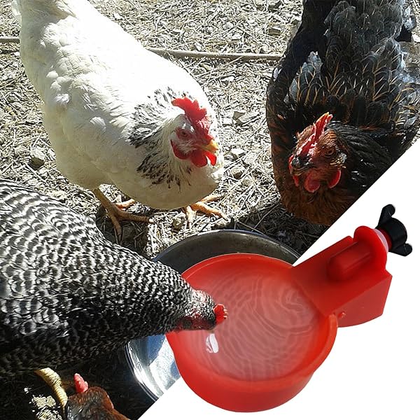 5 piezas tazas bebedoras de pollo - kit de alimentación acuática automática | sin herramientas Instale tazones de beber para pollo, patos, pájaros, pavos y más - 4