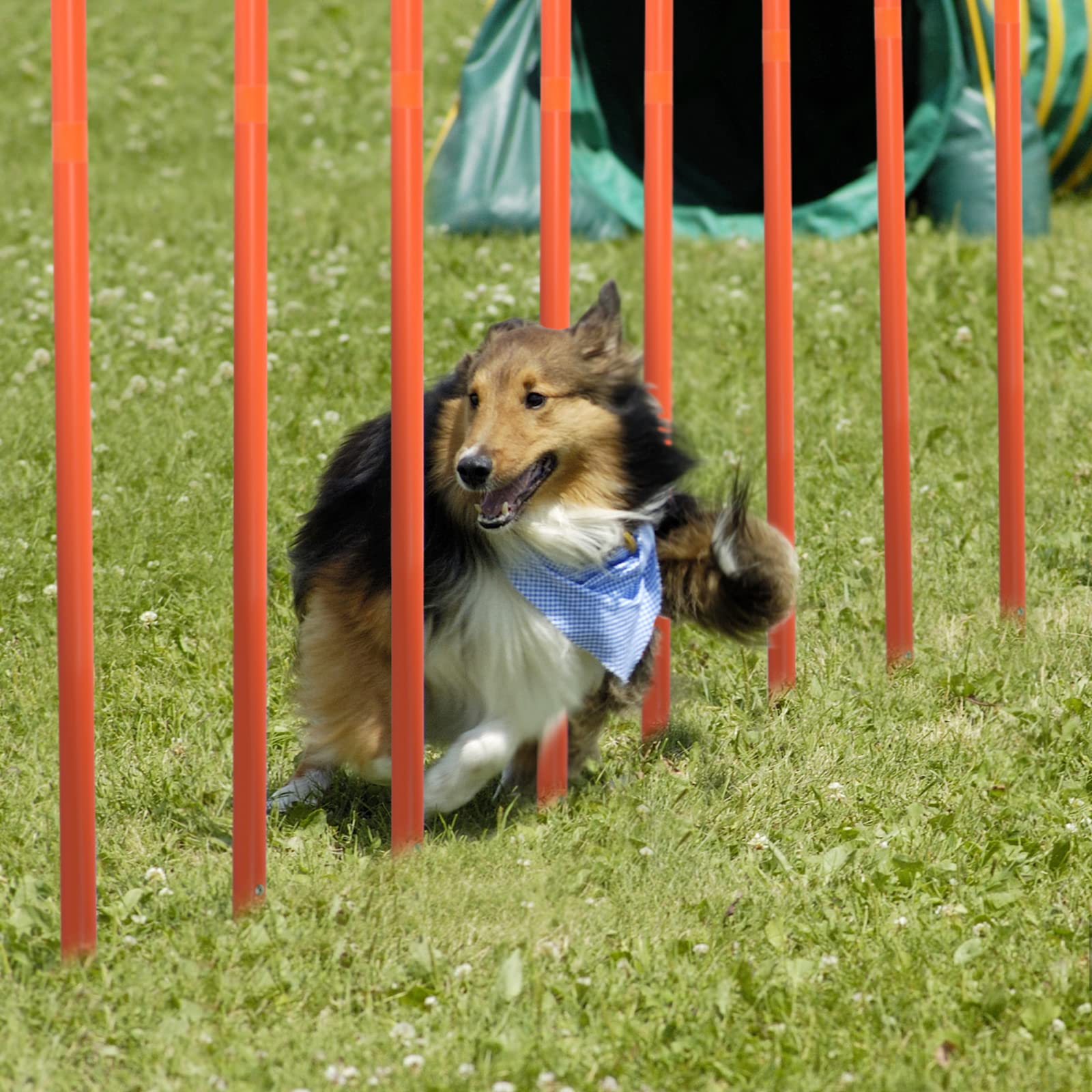 Aufun Agility Ausrüstungs Set für Hunde, Training Hindernisse mit Hundetunnel,Geflochtene Stangen, Springring, Hürdenstange, Verstellbare Höhe, Konische Fässer inkl. Tragetasche (Blu+ Orange)