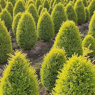 liguster - winterhart outdoor balkon deko gewächshaus alte sorten exotische 500samen