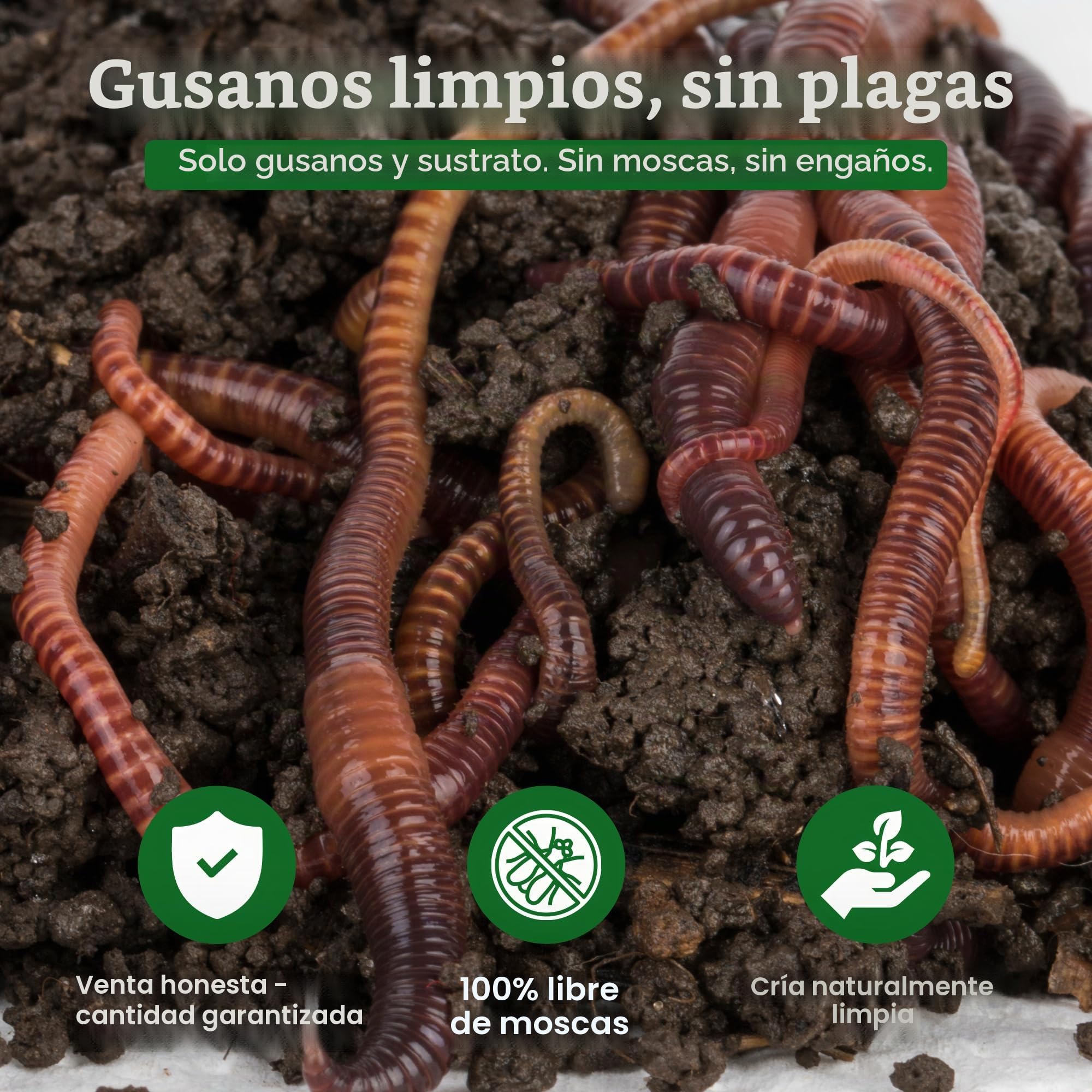 0,5 kg de gusanos compostables (aprox. 500 unidades)