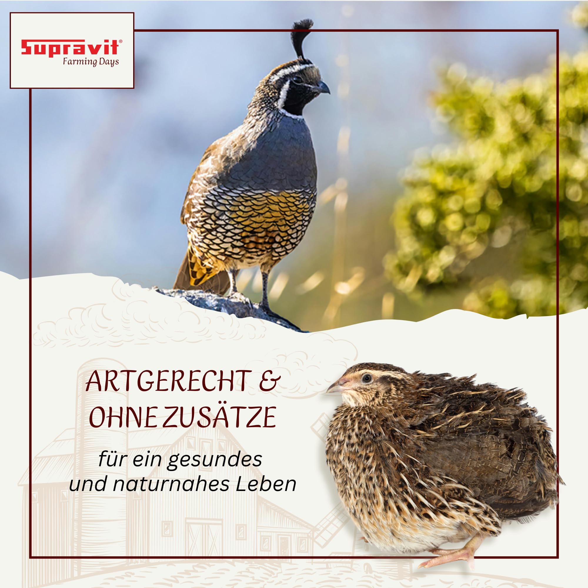 Supravit Wachtelfutter 25kg | Vollwertige Körnermischung für Wachteln,