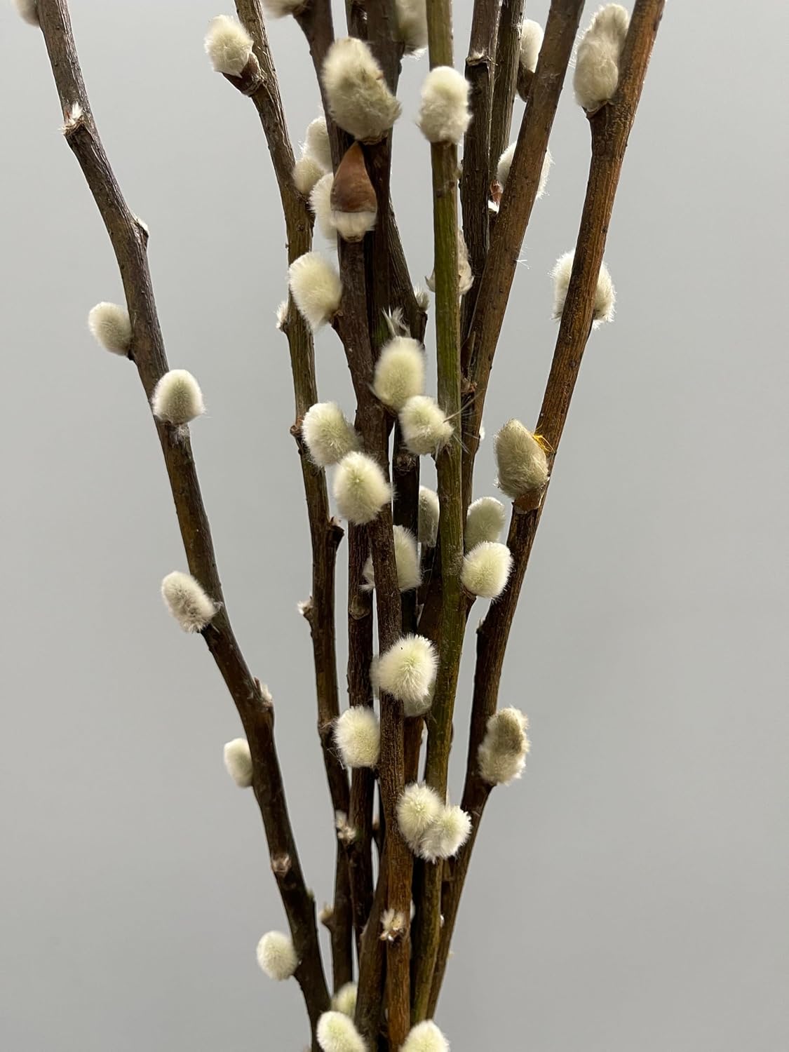 20 Stems Natural Preserved Pussy Willow Branches ,Real Willow, Dried Flowers, (2FT)