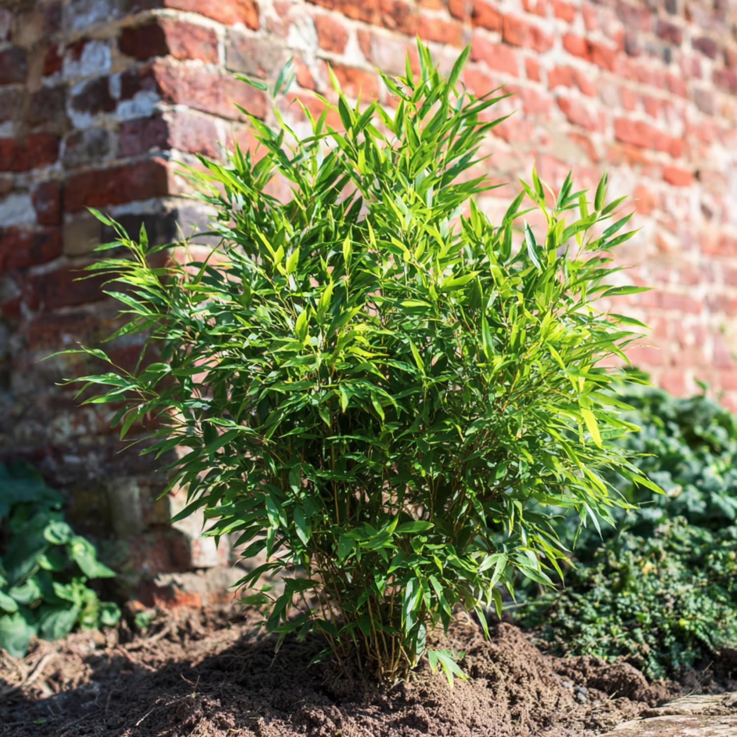 Fargesia nitida 'Gansu' 2er-Set dunkelvioletter Bambus Topf 17cm Höhe 50-70cm Winterhart Immergrün