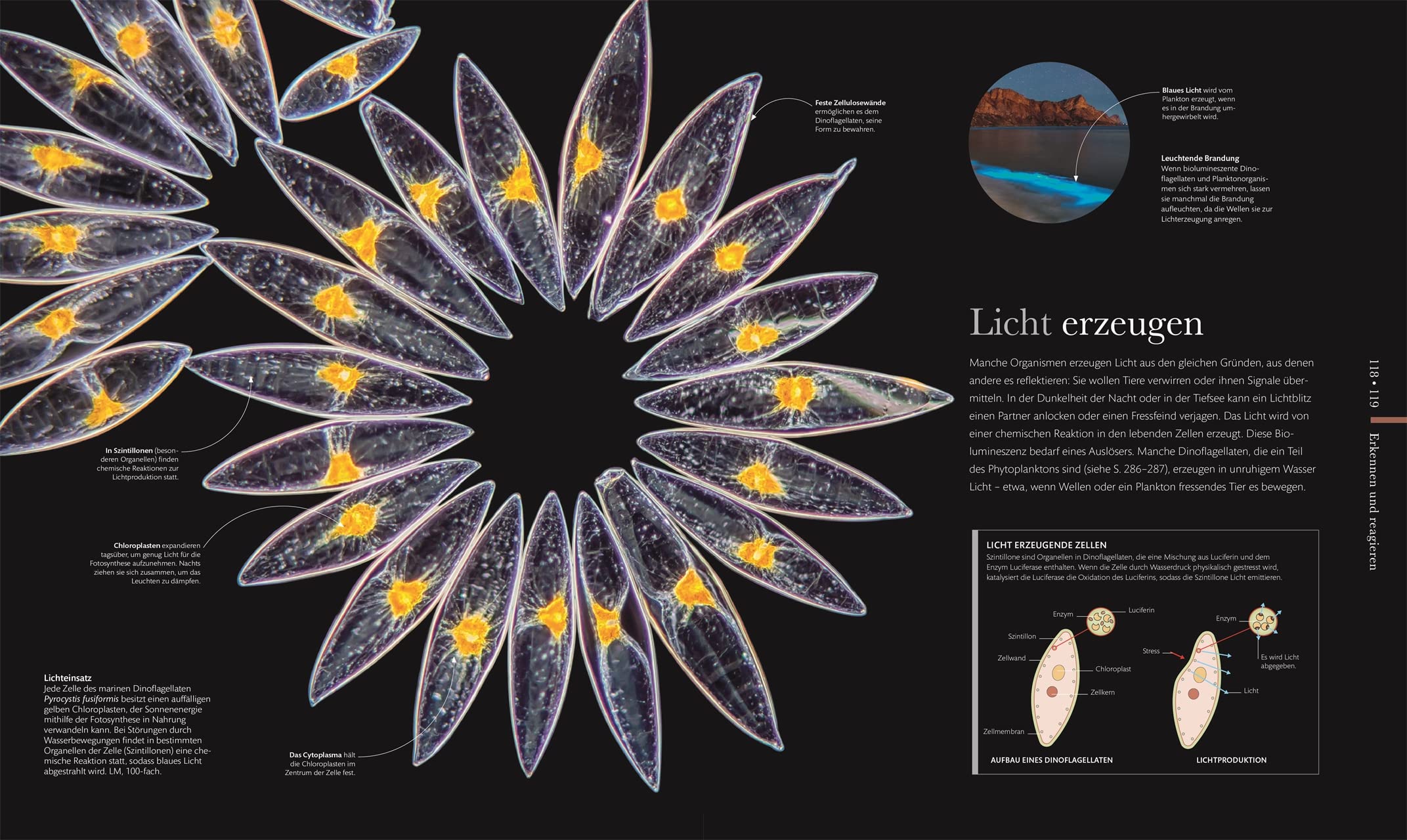 Mikrokosmos - Wunderwelt der kleinsten Lebewesen: Mikroskopbilder und atemberaubende Makrofotografien illustrieren die unsichtbare Welt unseres Mikrokosmos (DK Wunderwelten)
