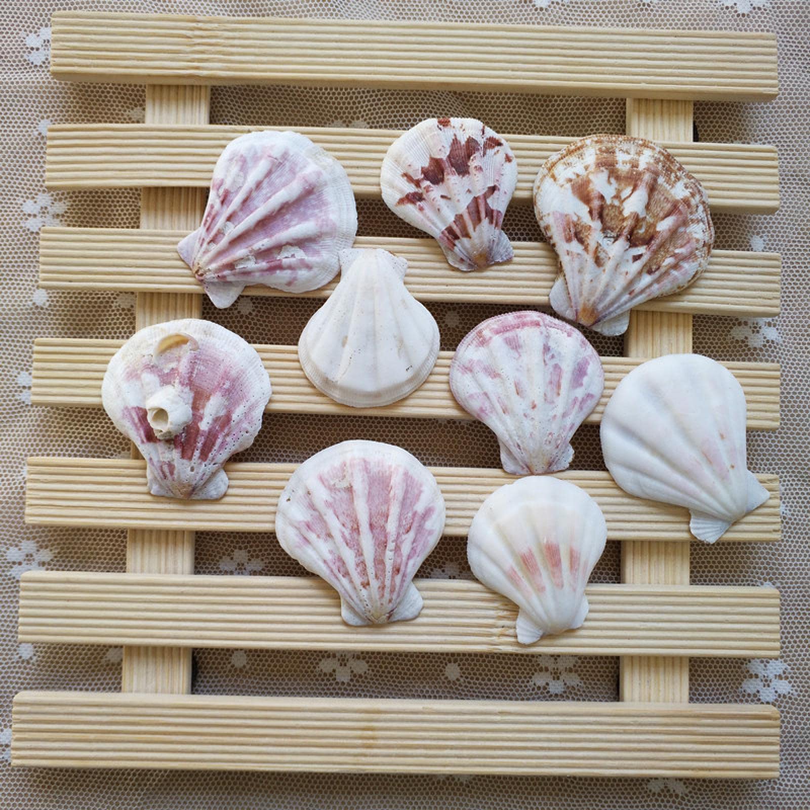 Coquillages de mer naturels de style méditerranéen pour artisanat et aquarium x10