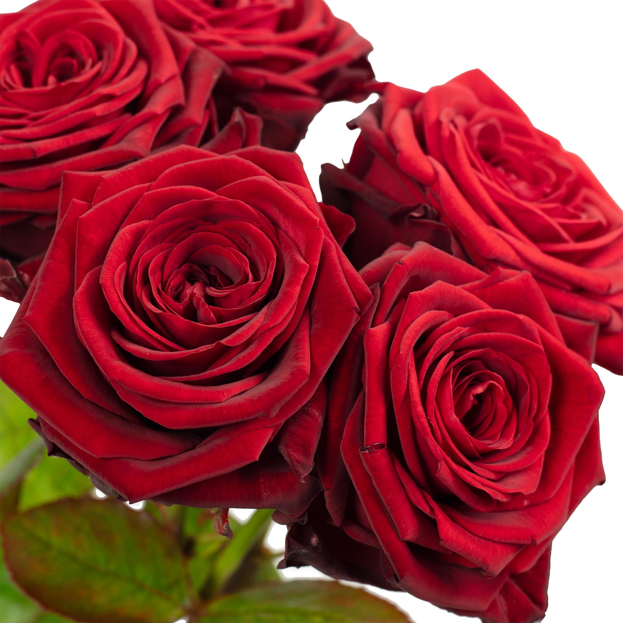 Bouquet de roses fraîches Red Passion 5 tiges 50 cm