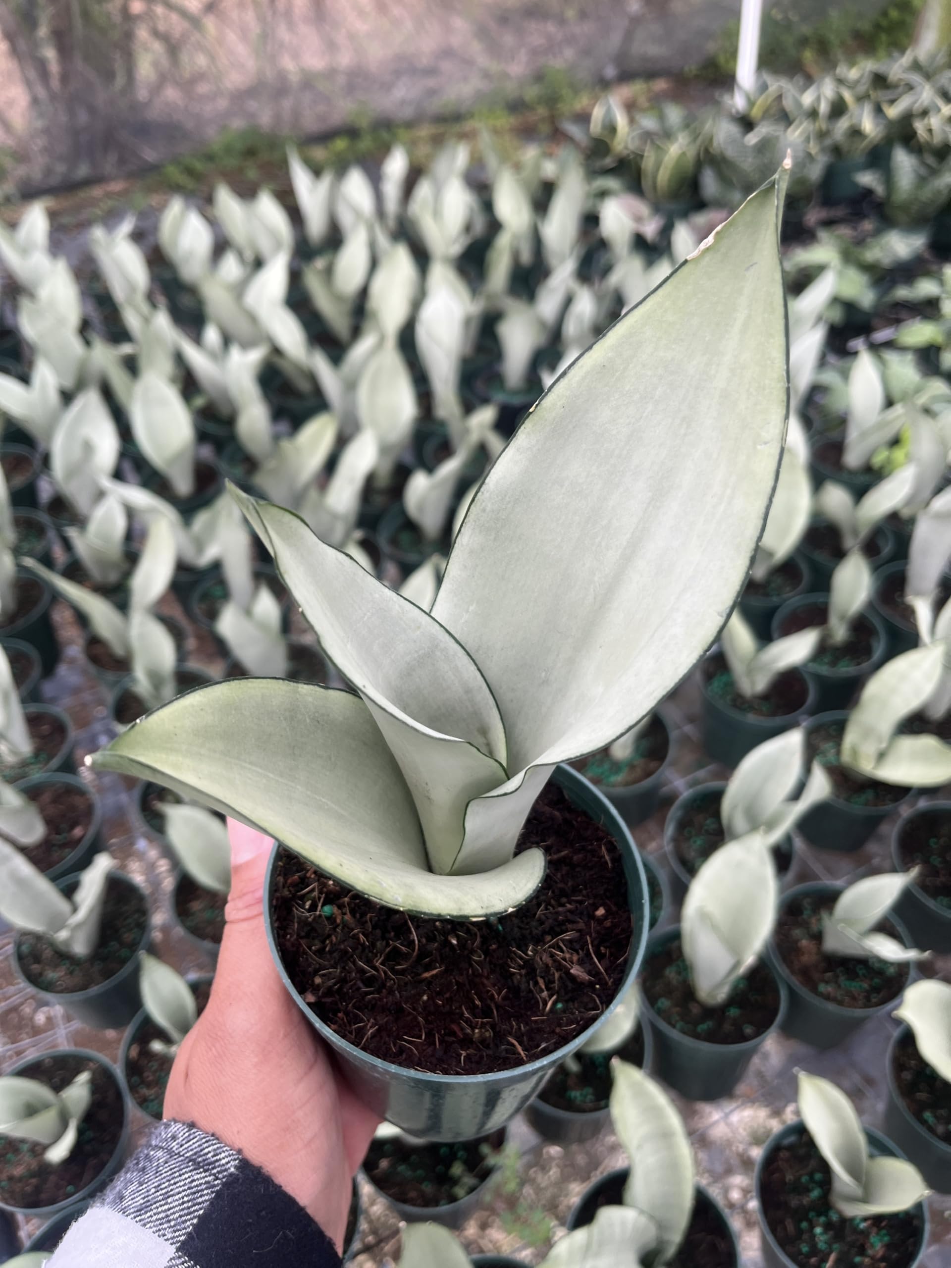 Amazon.com : Moonshine Snake Plant  Sansevieria Moonshine  Rare Silvery  Foliage  Easy Care Air Purifying Plant  Live Plant in 4 Pots : Patio,  Lawn & Garden