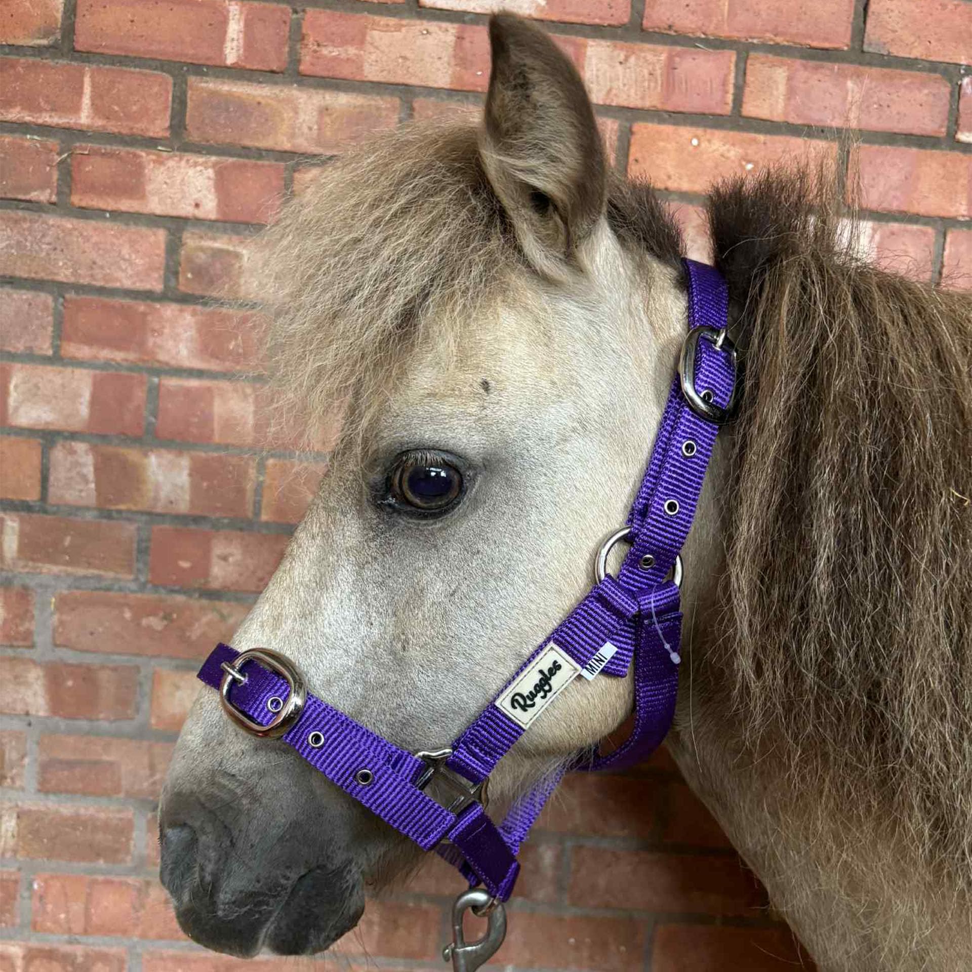 Ruggles Head Collar for Shetland Pony and Miniature Horses | Durable and Adjustable | Ideal for everyday use (Purple, XS/Mini) โ image 1