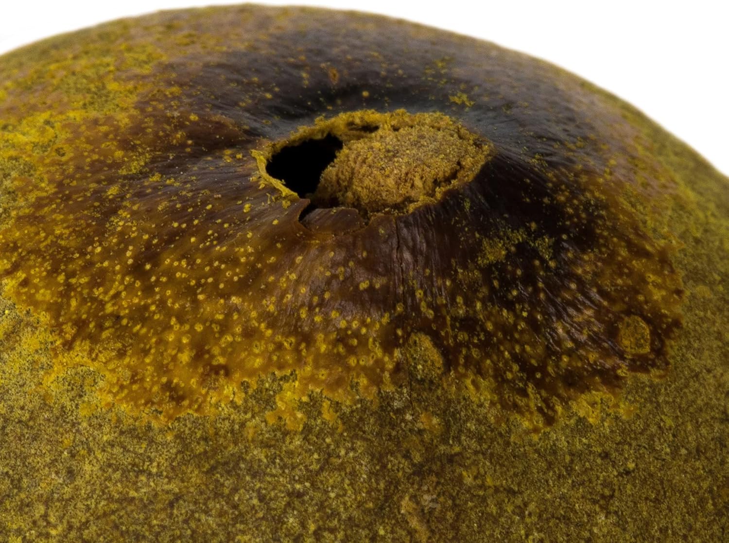 Vickerman Brown Quinto 1 - 2" Height, Real Preserved Quinto Ball Vase Filler Decor for Home or Everyday Arrangements Bulk Case, 50 Pieces Per Pack