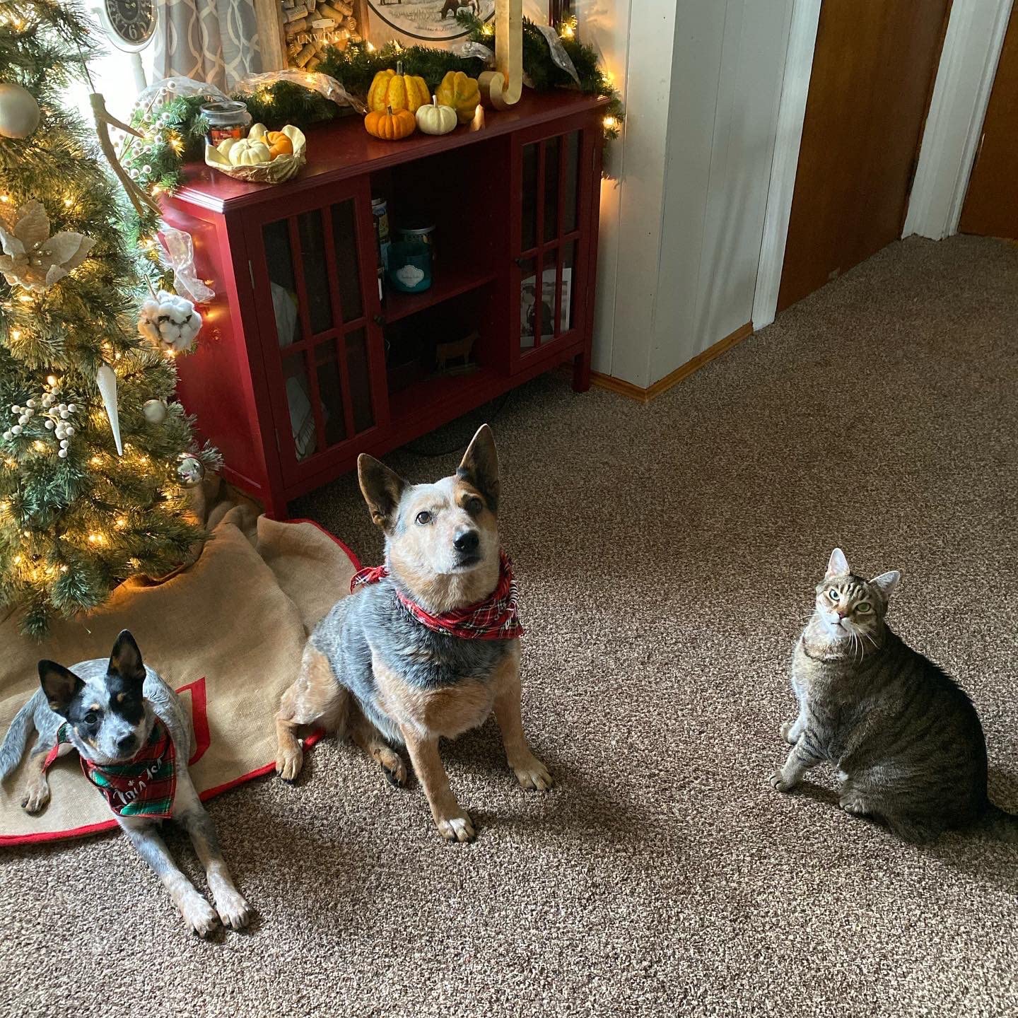 Bandana de Navidad para perros, paquete de 2 pañuelos a cuadros para perros para vacaciones de Navidad