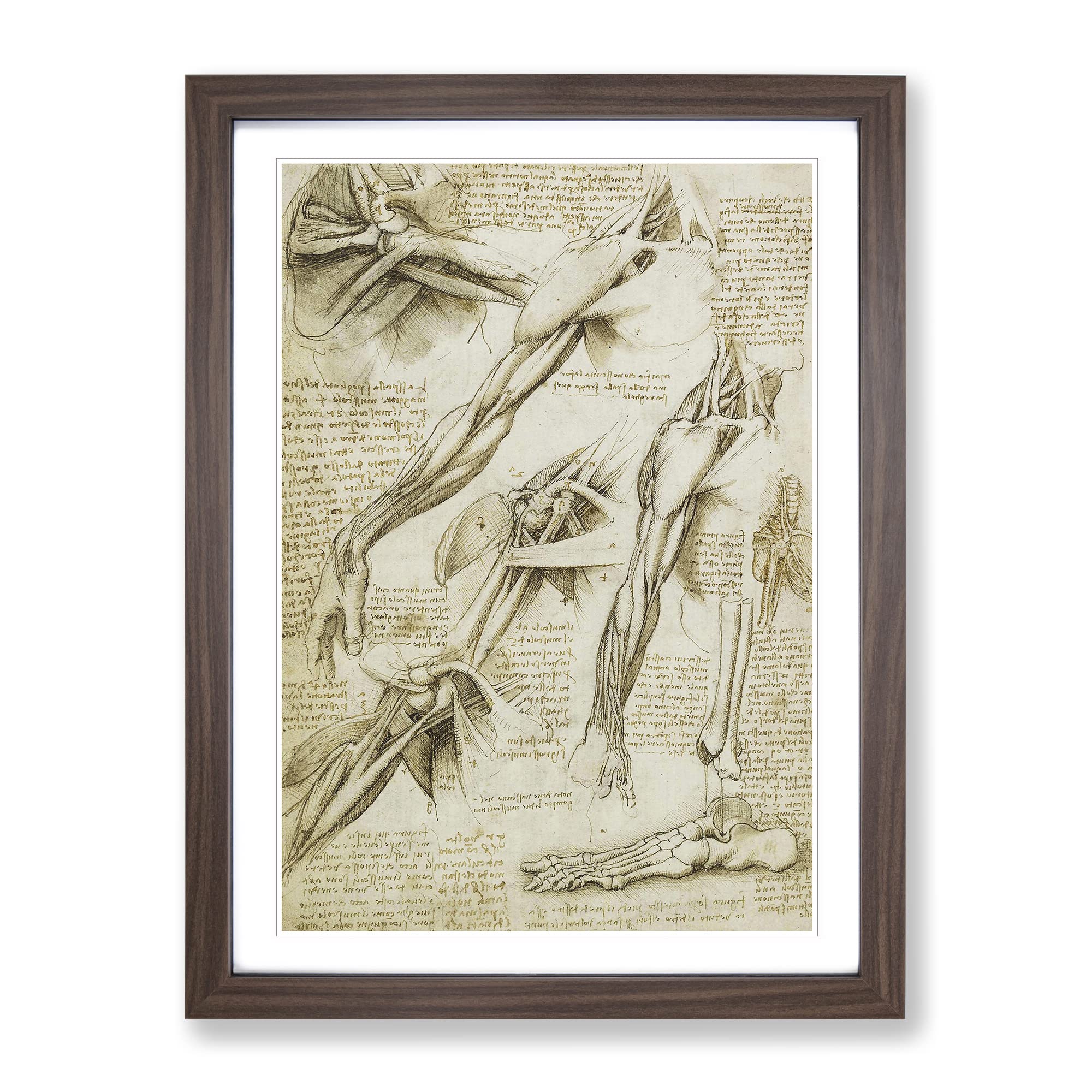 Human Anatomy Vol.1 By Leonardo Da Vinci Classic Painting Framed Wall Art Print